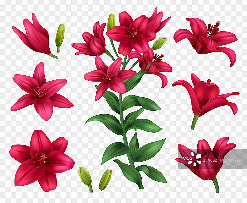 逼真百合花套装图片素材