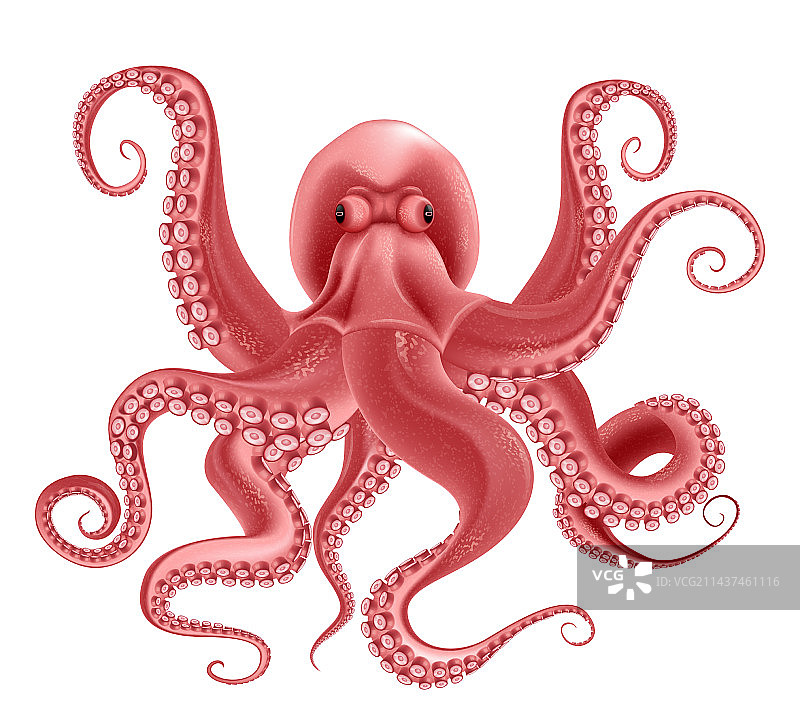 红色章鱼逼真物体图片素材