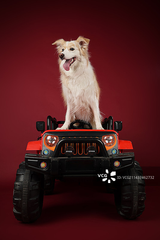 影棚拍摄的边境牧羊犬图片素材