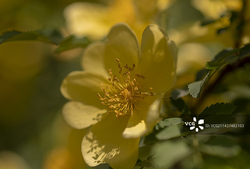 黄刺玫图片素材