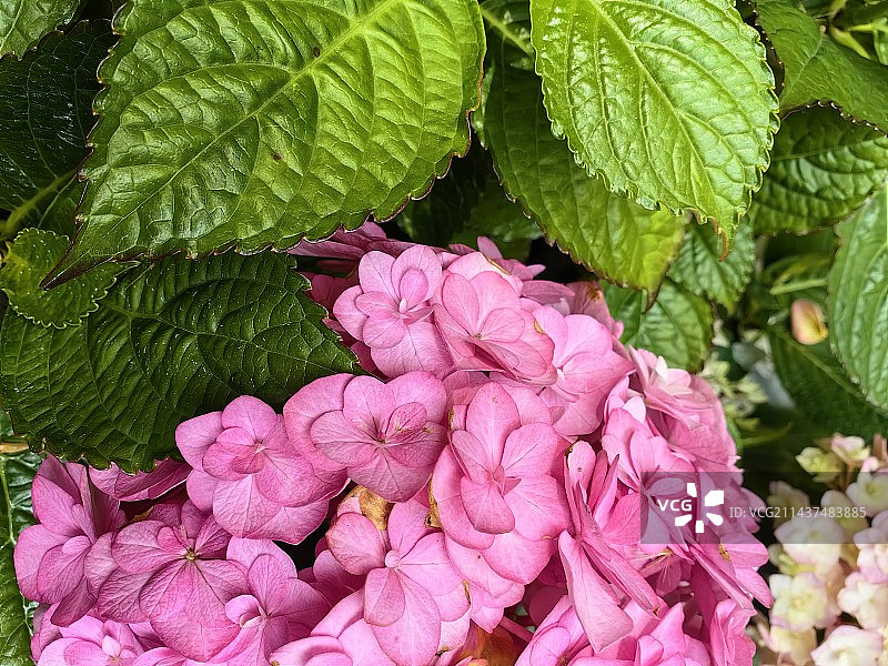 绣球花特写镜头，花园里的绣球花，各色鲜花特写，多瓣绣球花图片素材