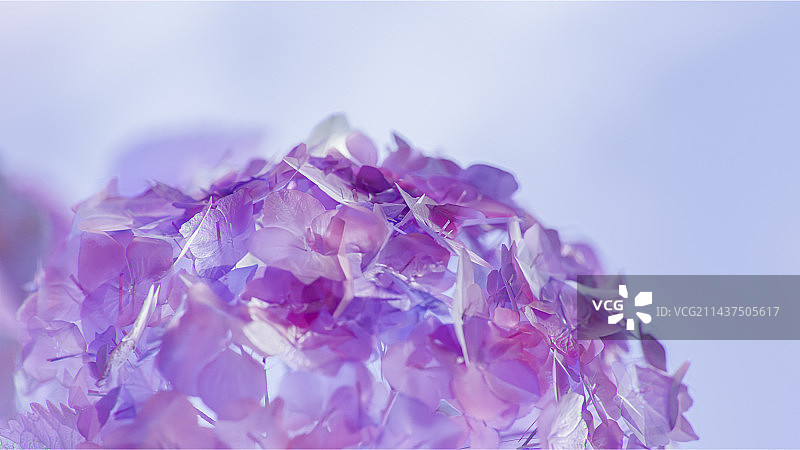 3D渲染玻璃质感渐变色绣球花壁纸图片素材