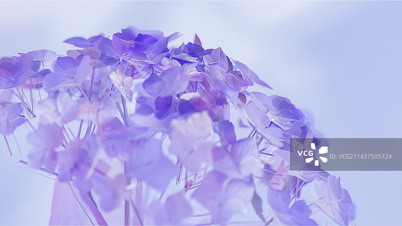 3D渲染玻璃质感渐变色绣球花壁纸图片素材