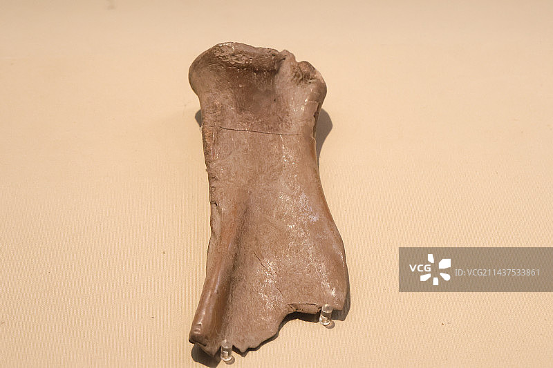 跨湖桥文化水牛骨鹿角骨针石斧组图图片素材