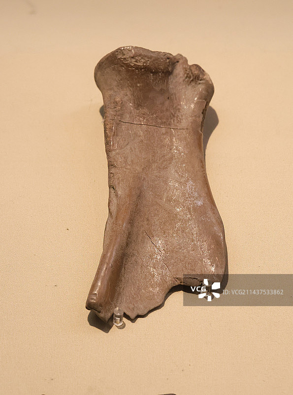 跨湖桥文化水牛骨鹿角骨针石斧组图图片素材