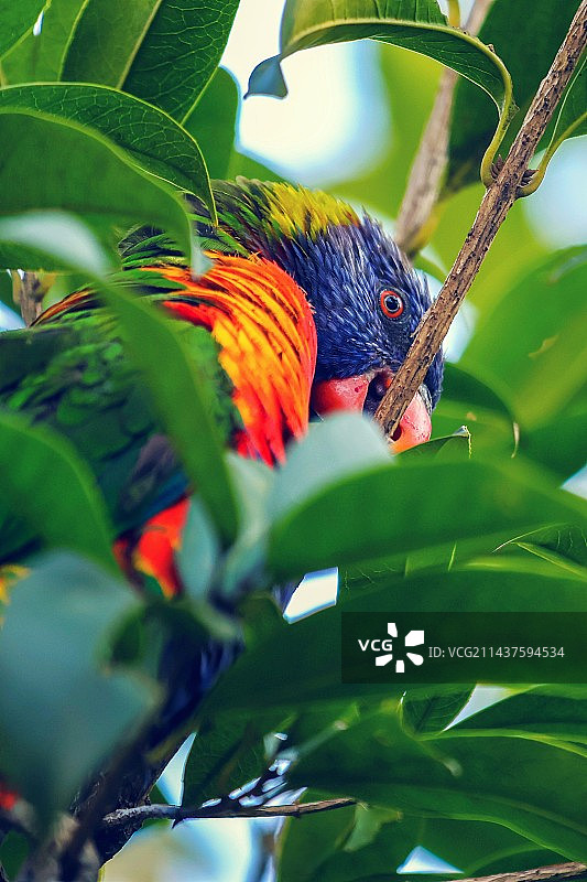 彩虹鹦鹉的回眸图片素材