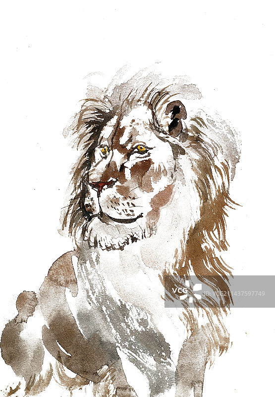 威武的狮子图片素材