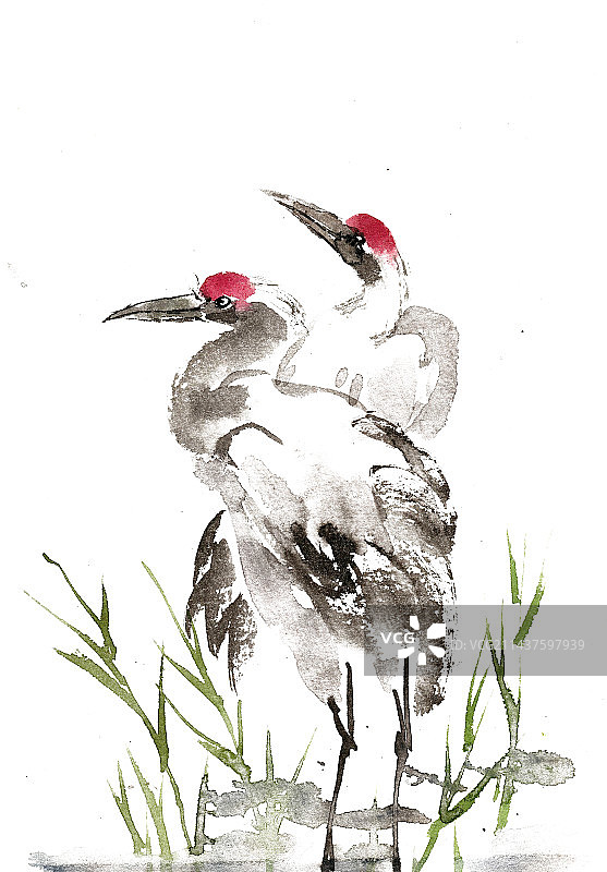 站立的丹顶鹤图片素材