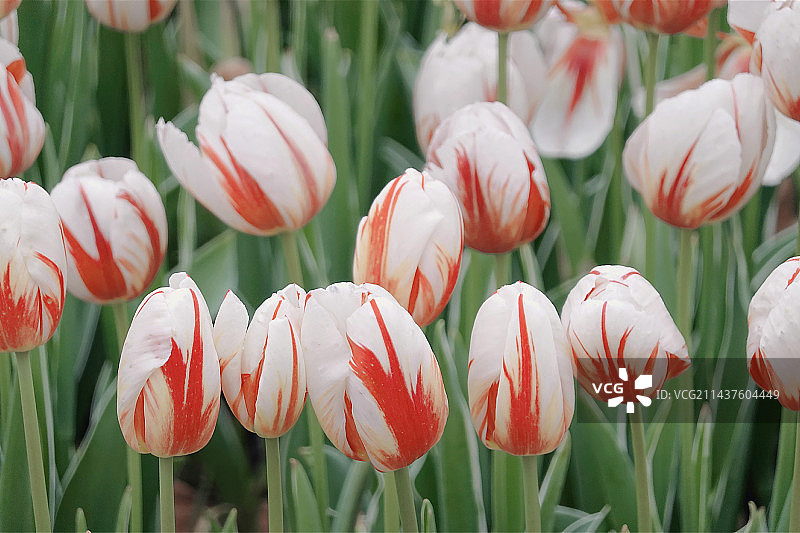 春天郁金香图片素材