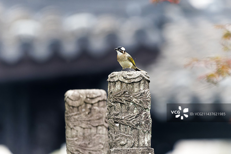 栖息在石栏上的白头鹎图片素材