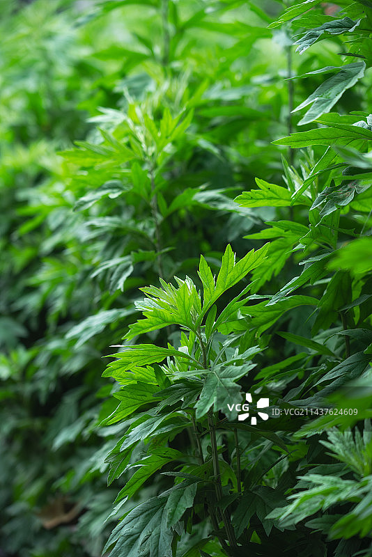 端午艾草在野外生长的特写镜头图片素材