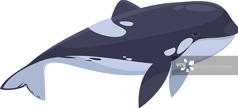 扁平风虎鲸图片素材