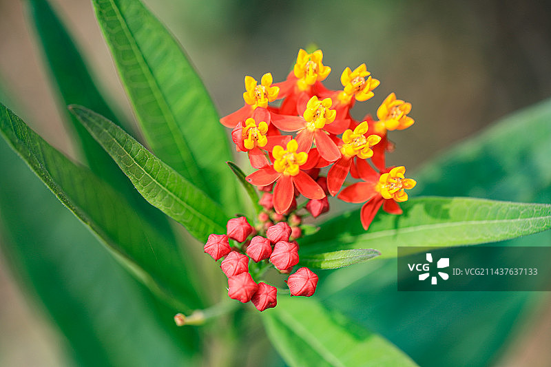 马利筋图片素材