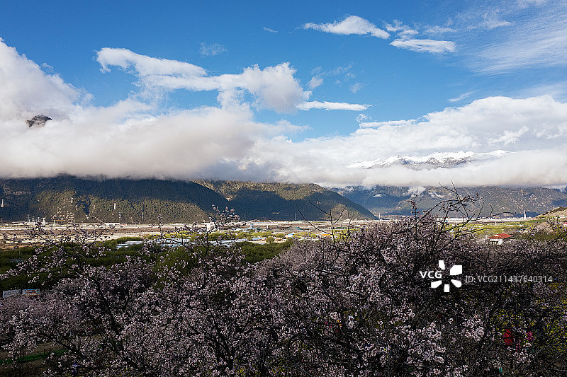 西藏自治区林芝市巴宜区林芝镇林芝桃花园图片素材