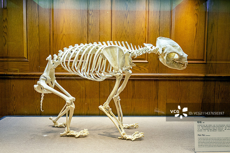 成都大熊猫博物馆大熊猫骨骼标本图片素材