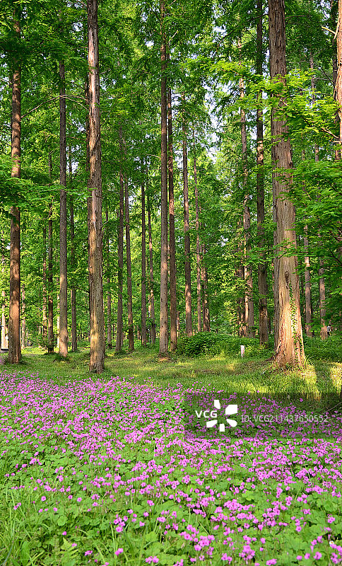 盐城黄海森林公园图片素材