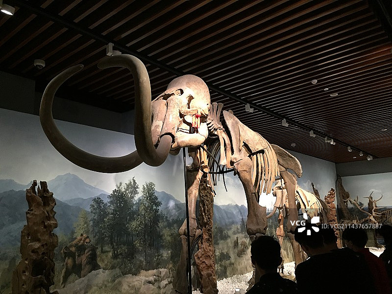 南京博物院猛犸象化石图片素材