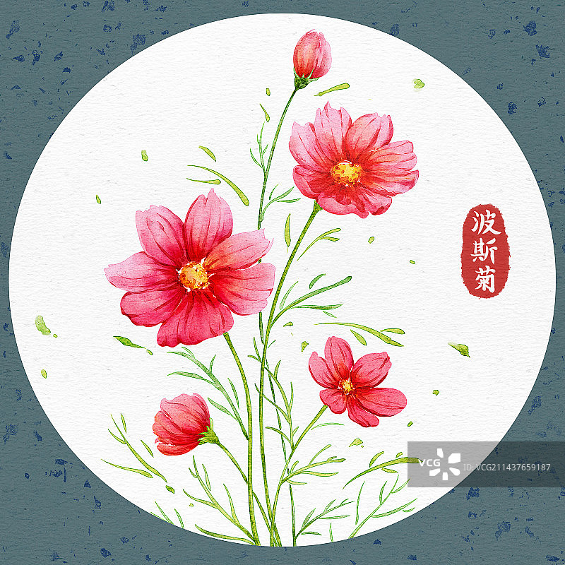 水彩插画——波斯菊图片素材