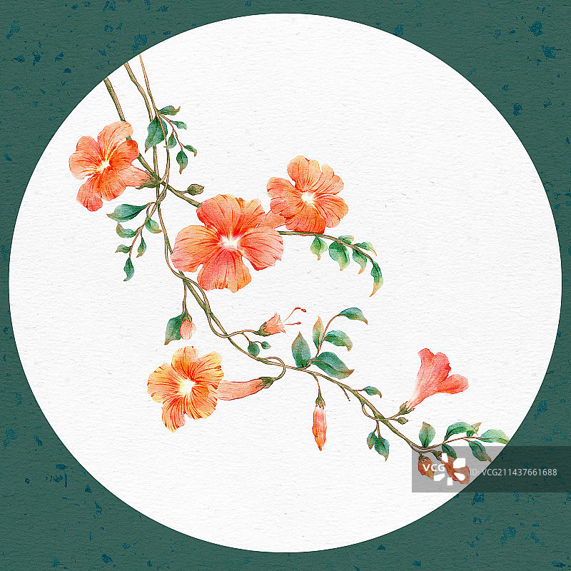 水彩植物——凌霄花图片素材