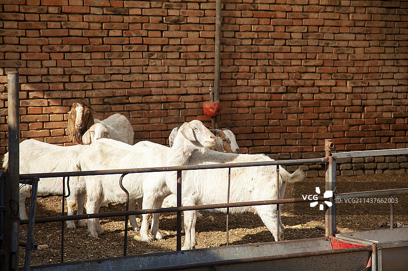 家养的羊图片素材