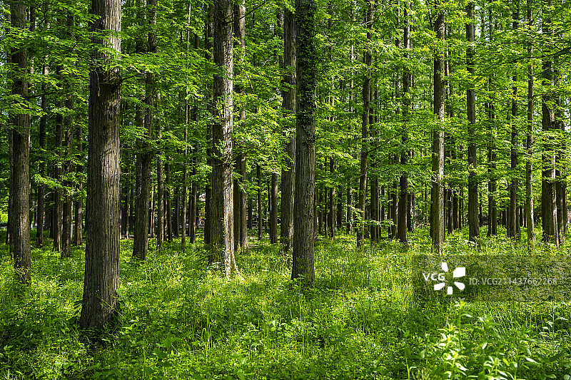 盱眙县铁山寺国家森林公园水杉树林图片素材