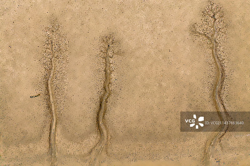 山东东营黄河入海口,随着潮涨潮落,潮汐流在潮间带滩涂上形成了美丽的树形图案。图片素材