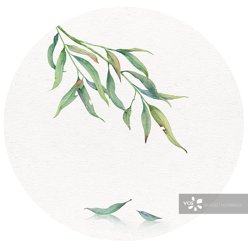 清明——垂下的柳条图片素材