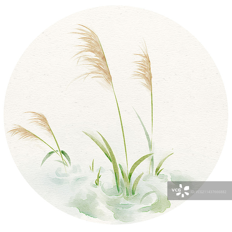 立秋——芦苇池塘图片素材