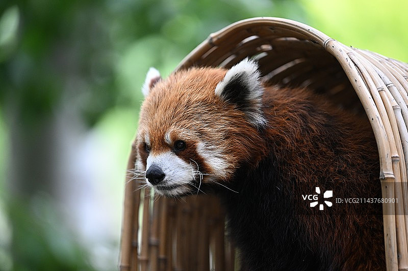 小熊猫图片素材