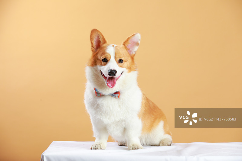 宠物狗柯基犬图片素材