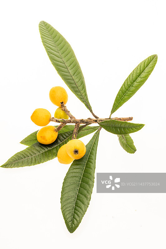 带叶子的枇杷果实图片素材