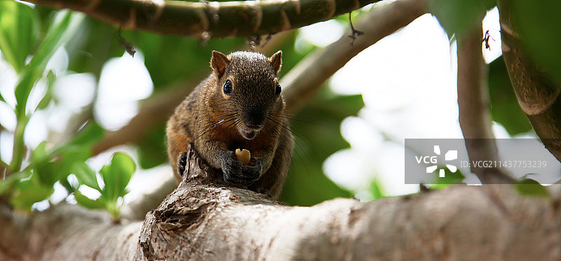 松鼠，巴厘岛图片素材