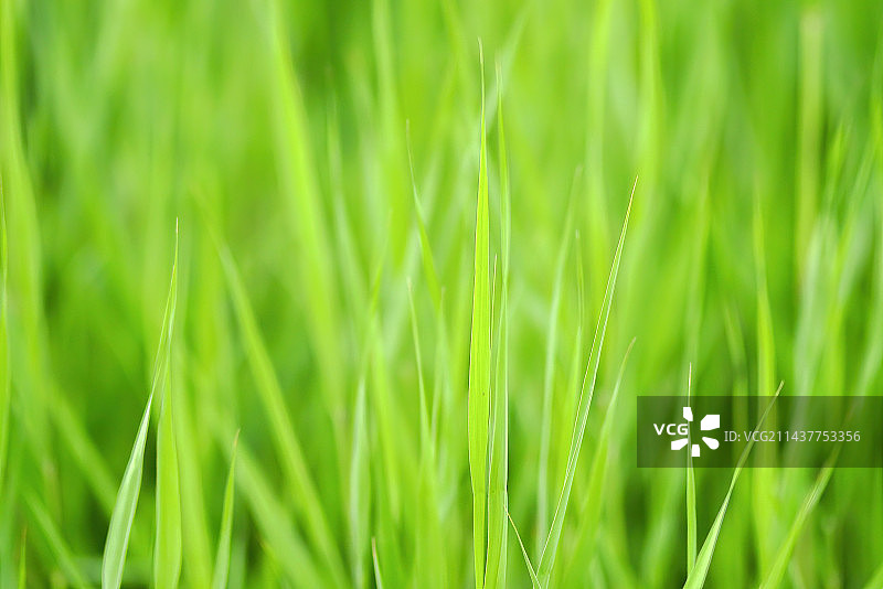 鲜嫩的绿色植物叶子图片素材