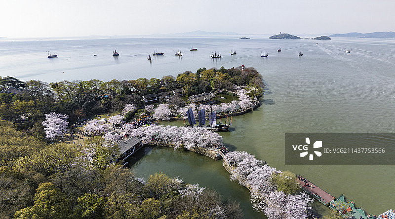 鼋头渚长春桥樱花图片素材