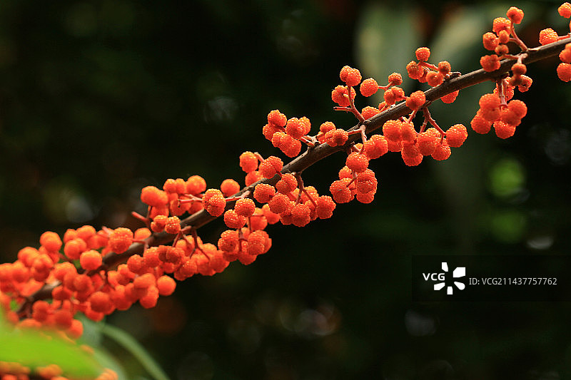 水麻果实图片素材