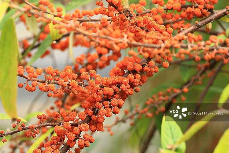 水麻果实图片素材