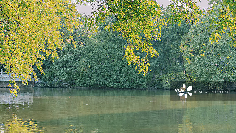 柳州柳侯公园,阳光下的绿树与湖水图片素材