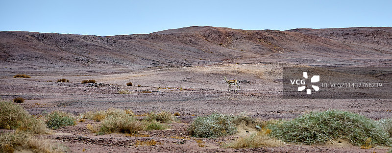 罗布泊野生黄羊图片素材