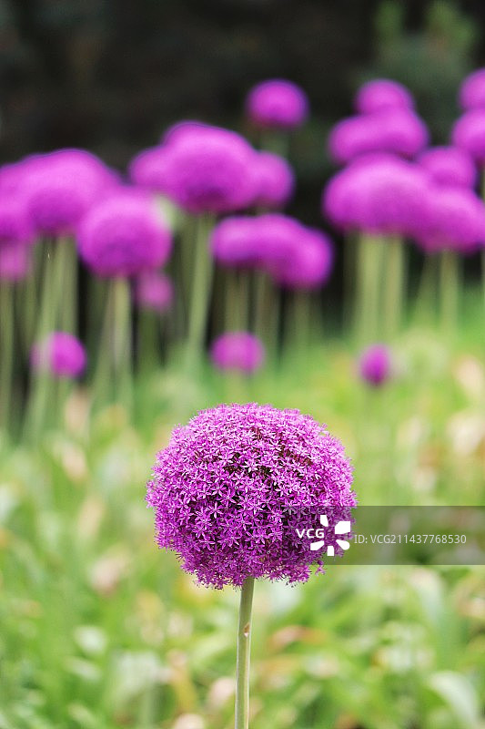 紫色大花葱特写镜头图片素材