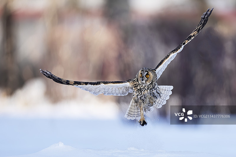 长耳鸮图片素材