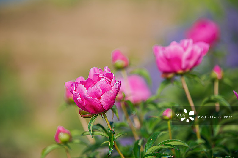 盛开的芍药花图片素材