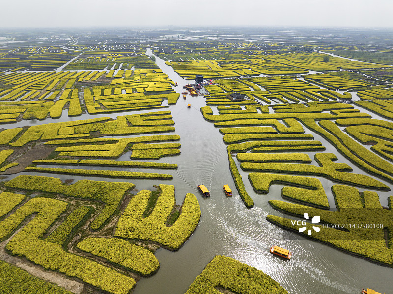 兴化千垛景区油菜花图片素材