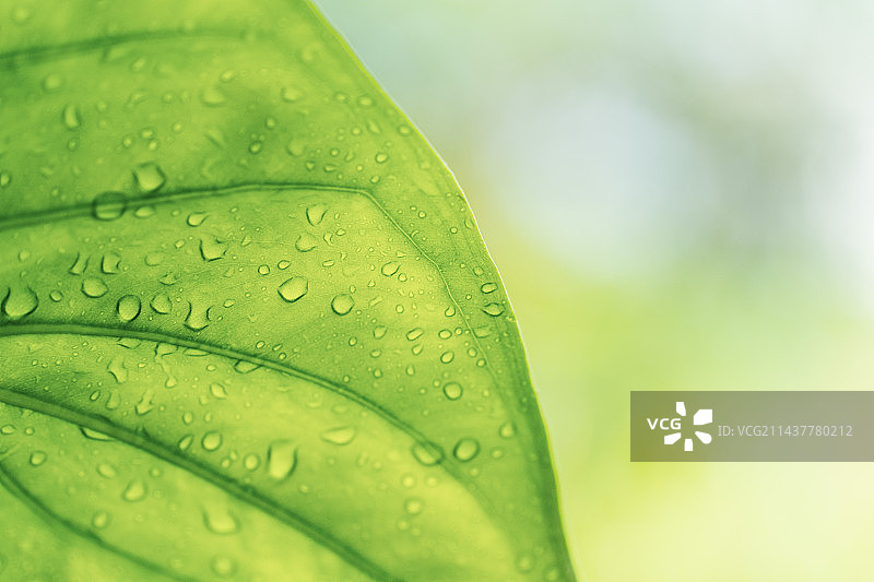 雨后，带有水珠的嫩绿色的植物叶片图片素材