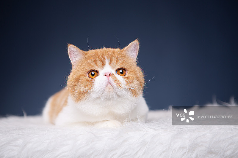 加菲猫内景图片图片素材