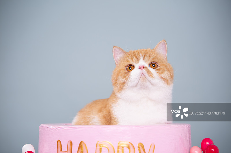 加菲猫内景图片图片素材