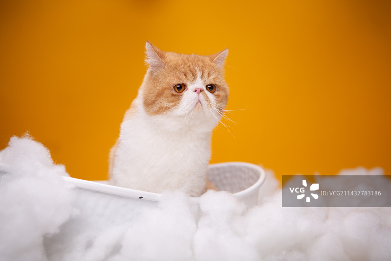 加菲猫内景图片图片素材