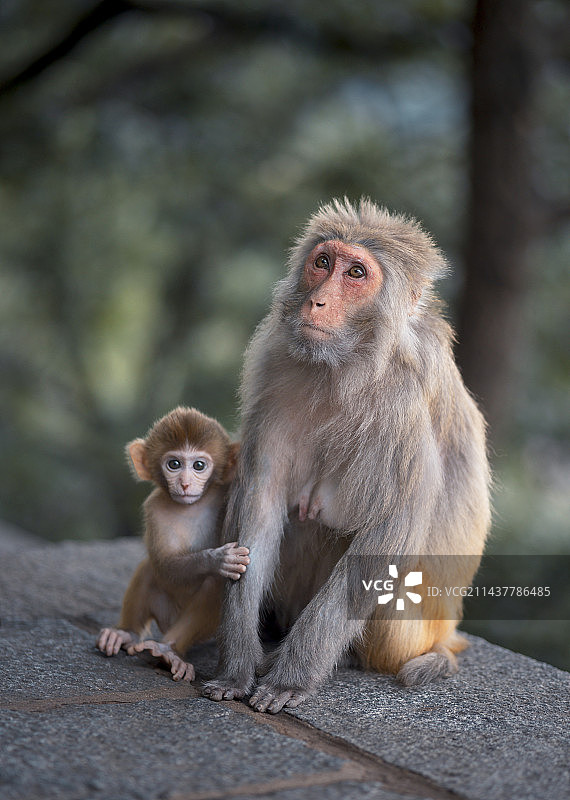 连云港花果山猴子温馨画面图片素材