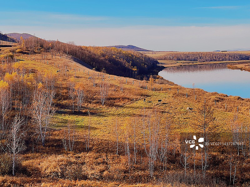 秋天金色阳光的白桦林风光图片素材