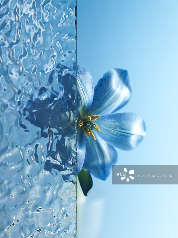 蓝色背景下水滴的特写镜头图片素材