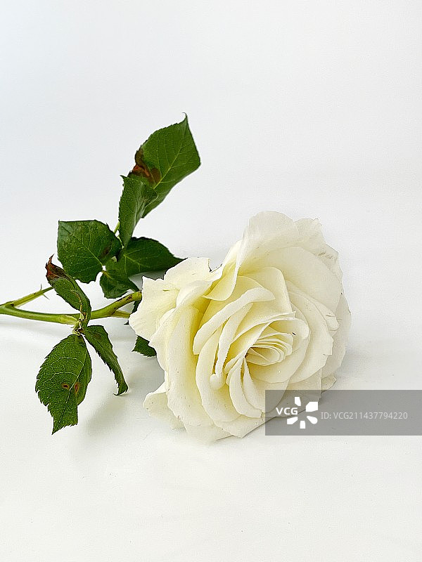 月季花图片素材